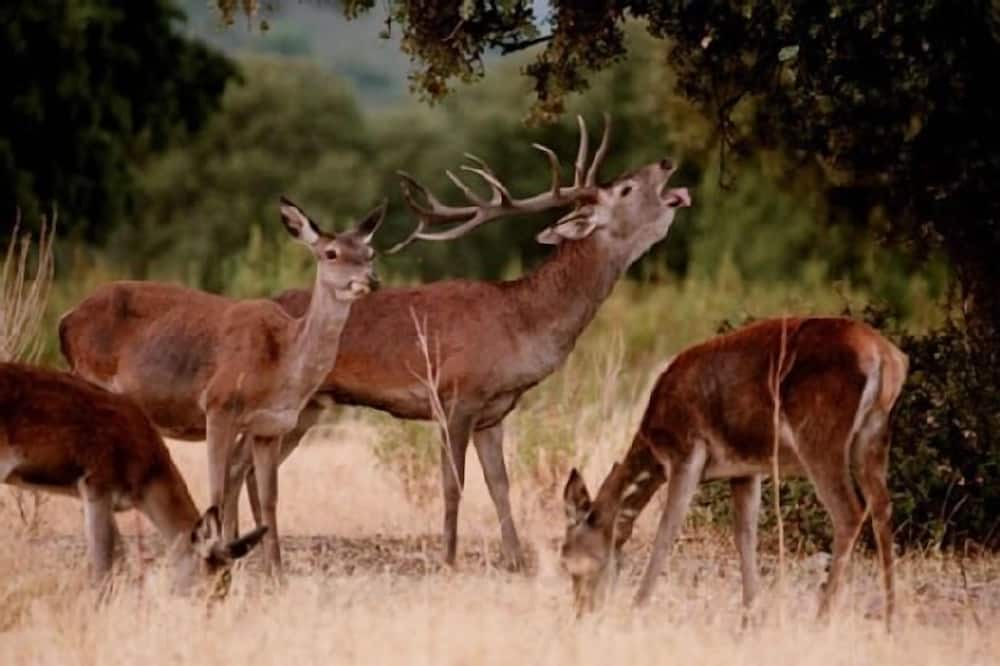 Photo of Outdoor in Malpartida de Plasencia