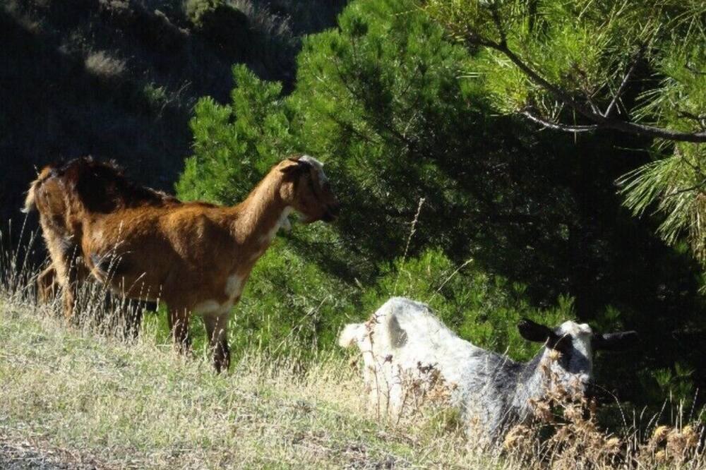 Photo of Others in Guaro