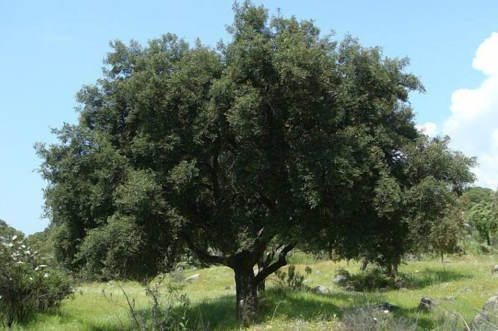 Photo of Outdoor in Andujar