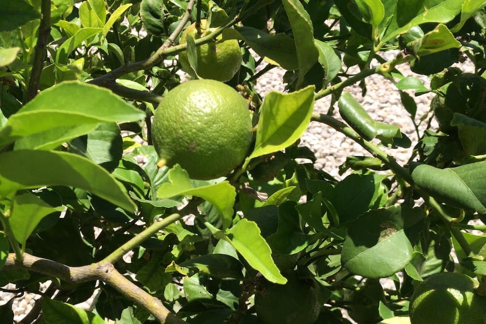 Photo of Outdoor in Vejer de la Frontera