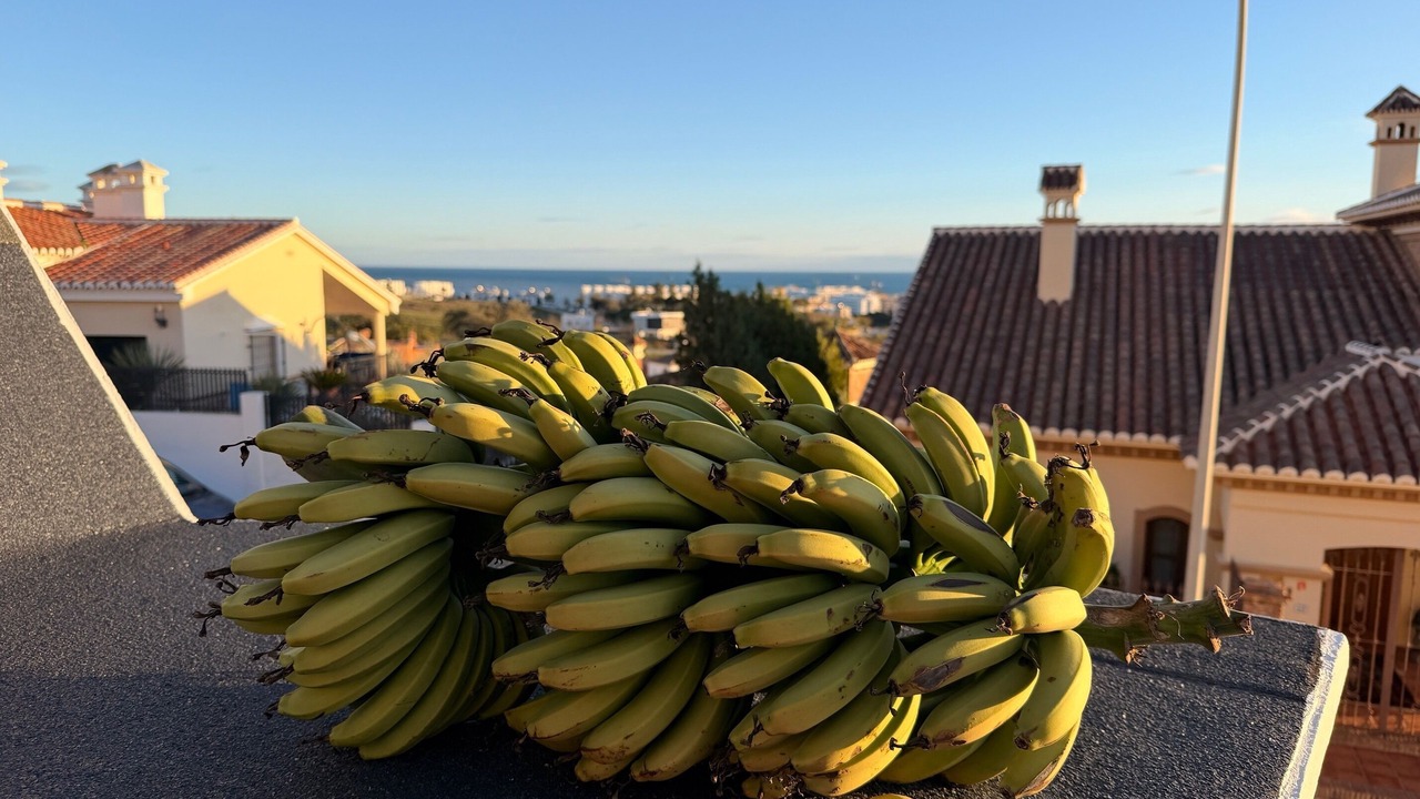 Photo of Others in Torre del Mar