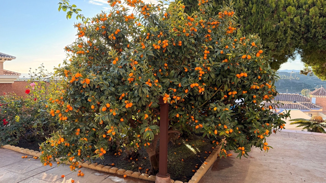 Photo of Outdoor in Torre del Mar