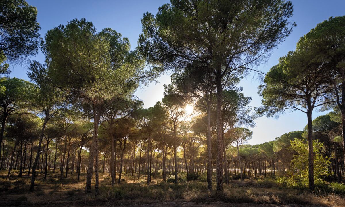 Photo of Outdoor in Hinojos