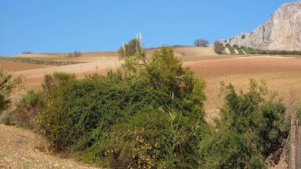 Photo of Others in Antequera