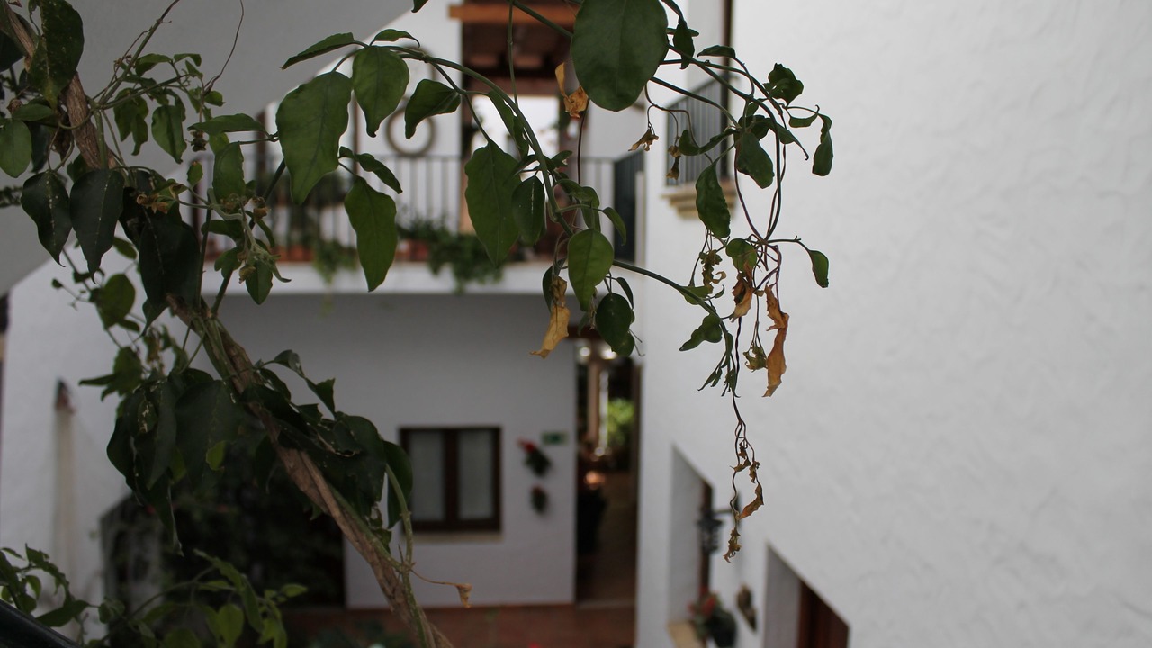 Photo of Patio Balcony in Conil de la Frontera City Center