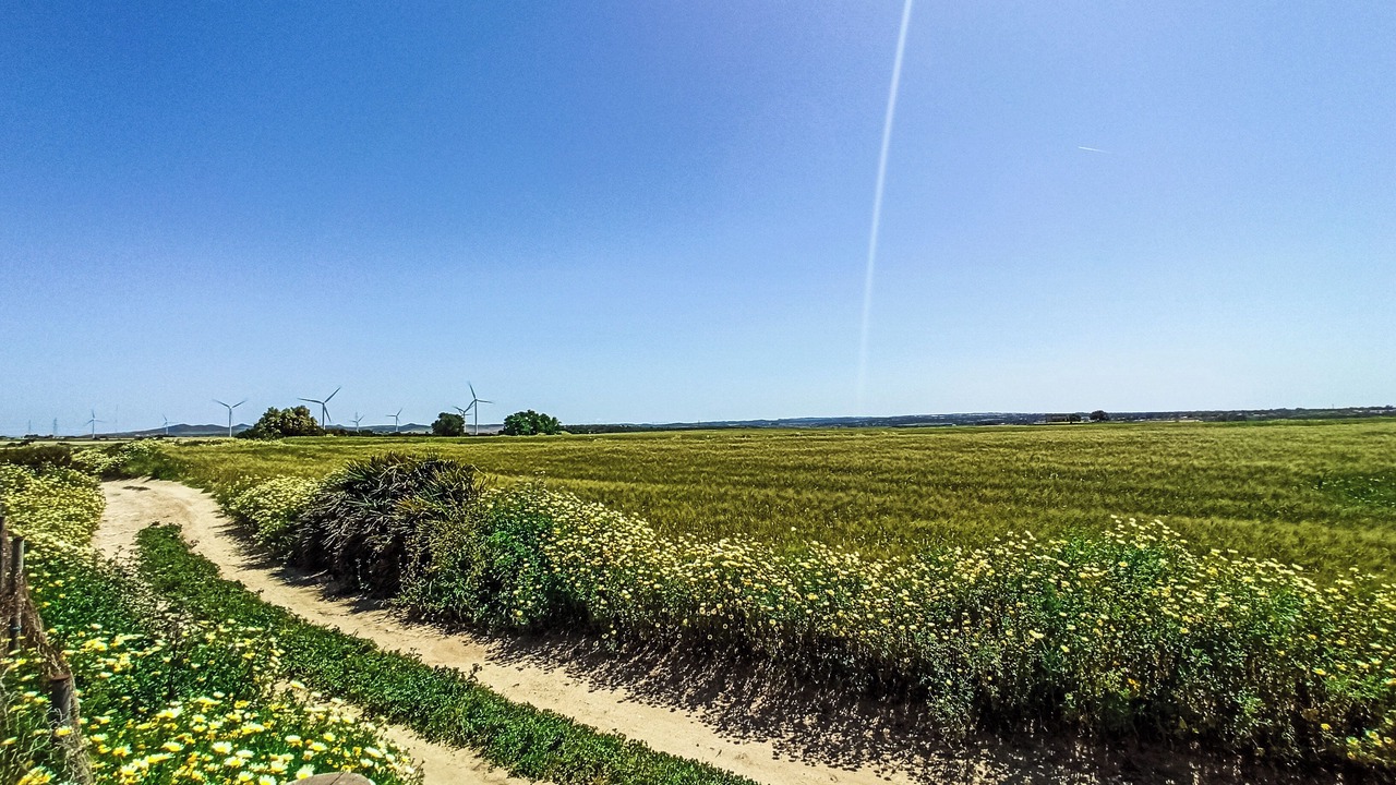 Photo of Others in Chiclana de la Frontera