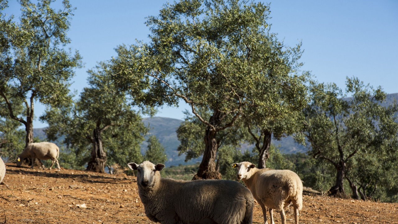 Photo of Outdoor in Valverde del Fresno