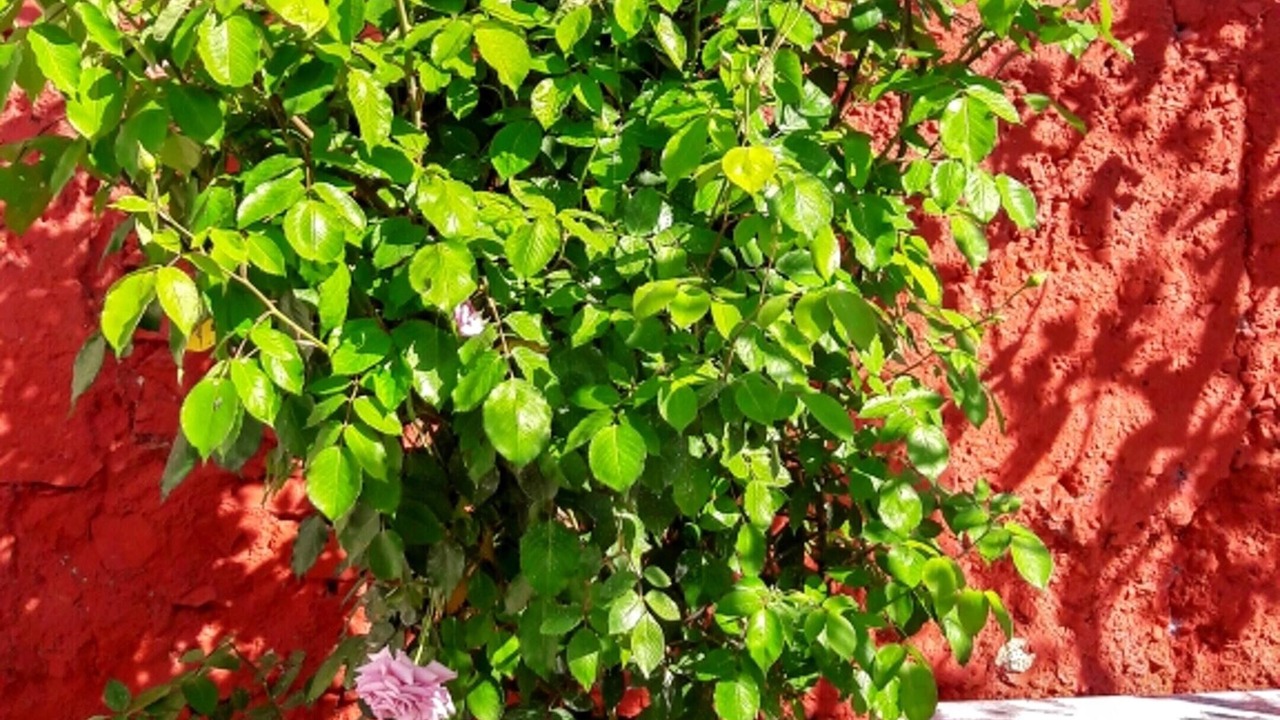 Photo of Outdoor in Picon