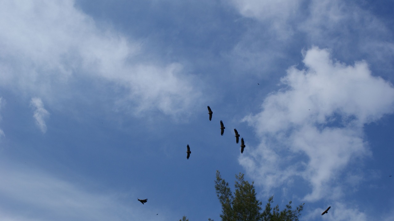 Photo of Others in El Colmenar
