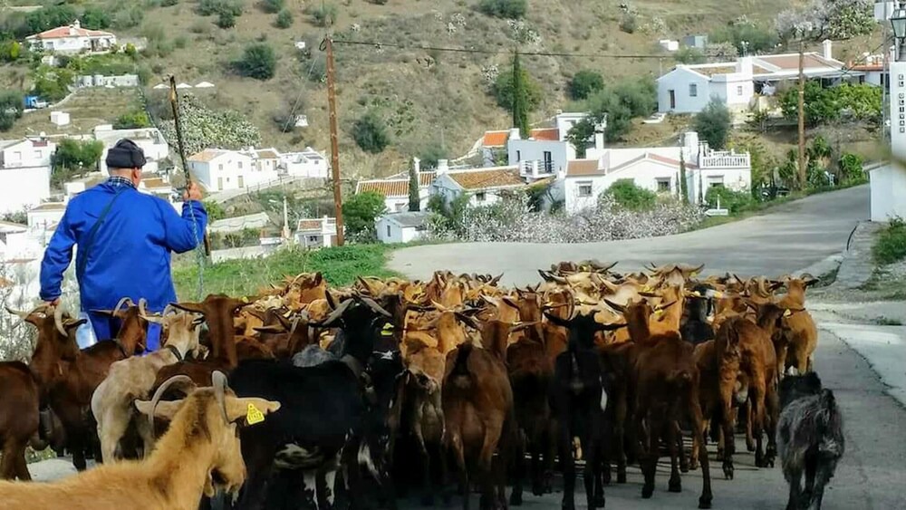 Photo of Others in Canillas de Aceituno