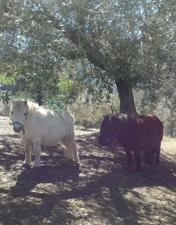 Photo of Outdoor in Canillas de Aceituno