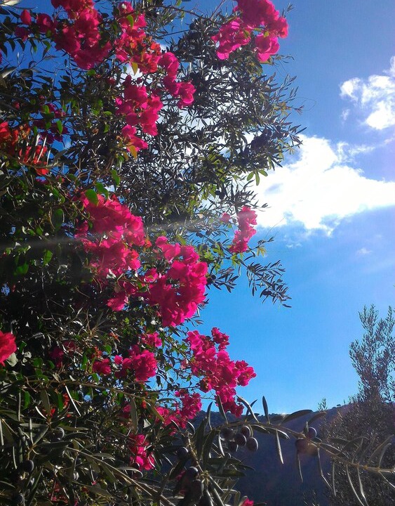 Photo of Outdoor in Canillas de Aceituno