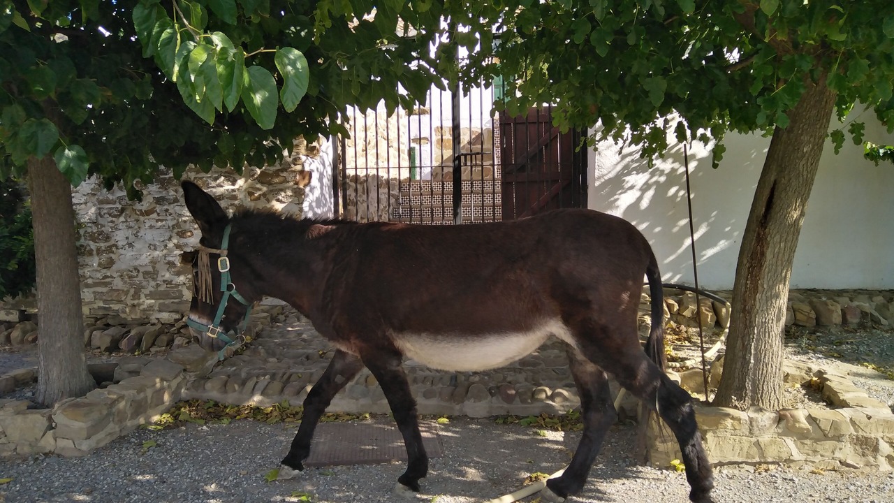 Photo of Others in Antequera