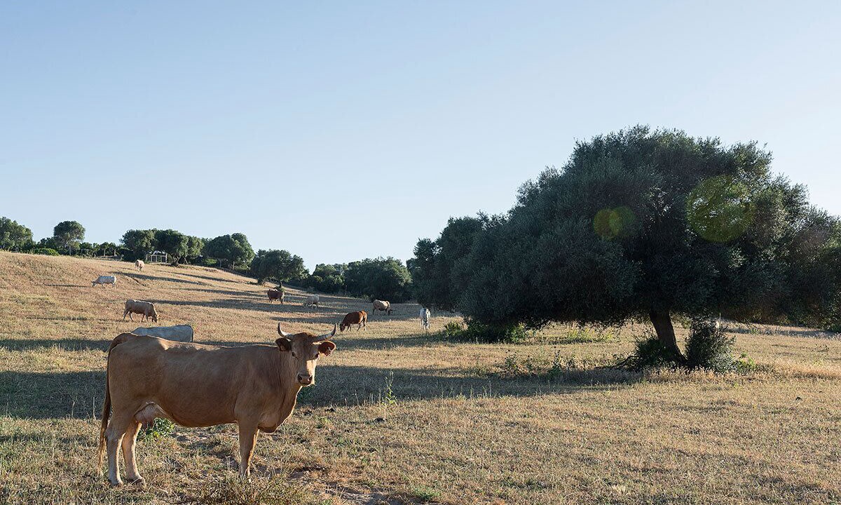 Photo of Outdoor in Conil de la Frontera