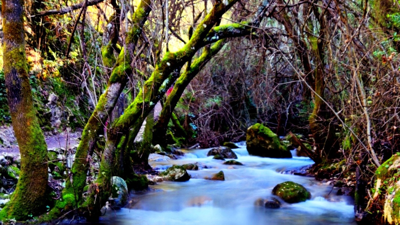 Photo of Others in El Bosque