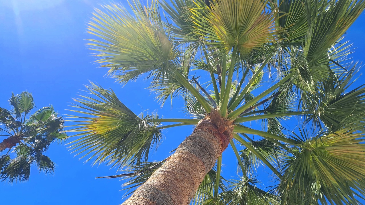 Photo of Outdoor in Benajarafe