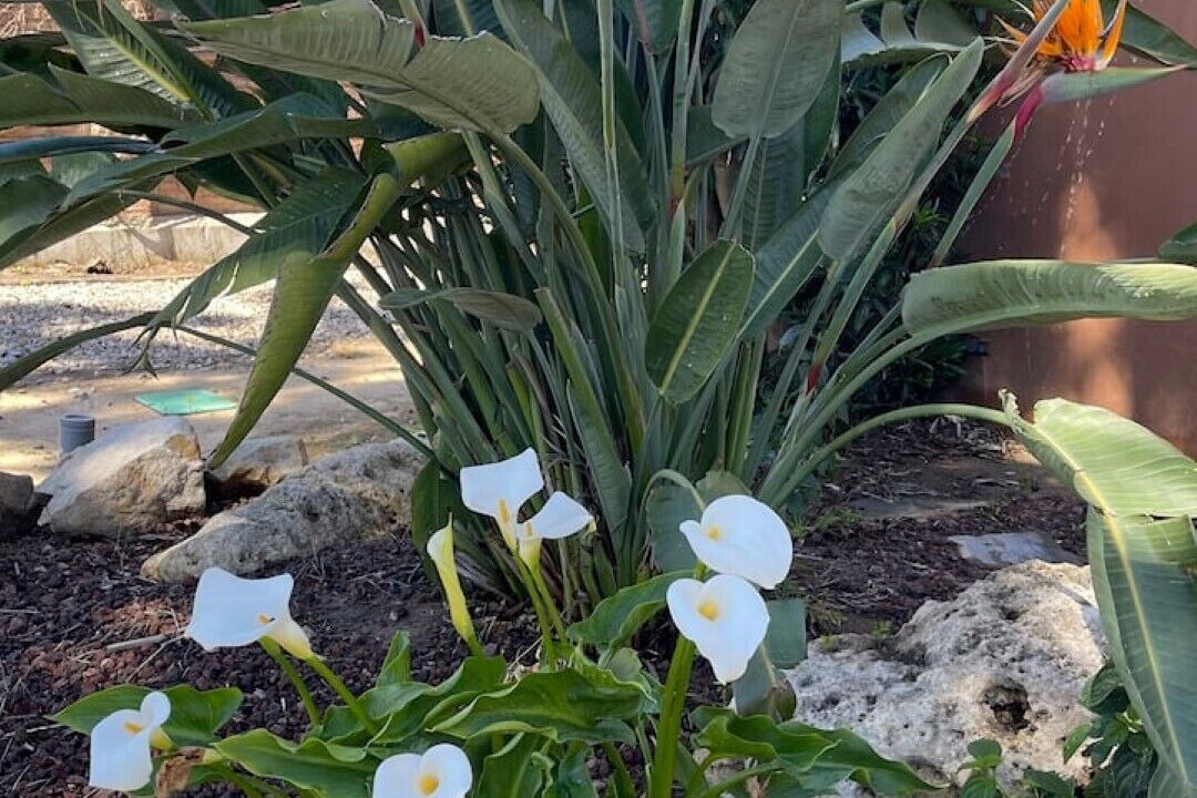 Photo of Outdoor in Los Barrios