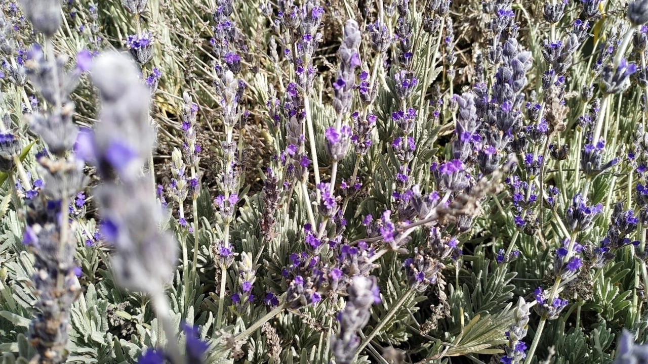 Photo of Outdoor in Durcal