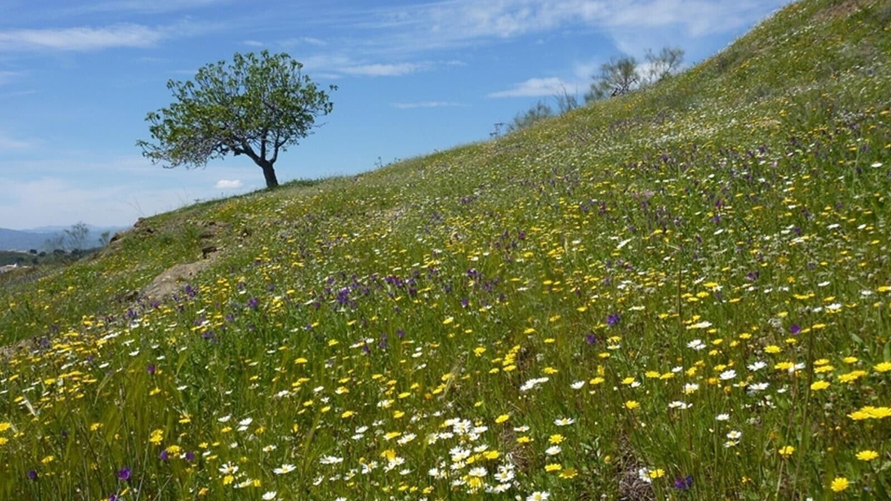 Photo of Others in Canillas de Aceituno