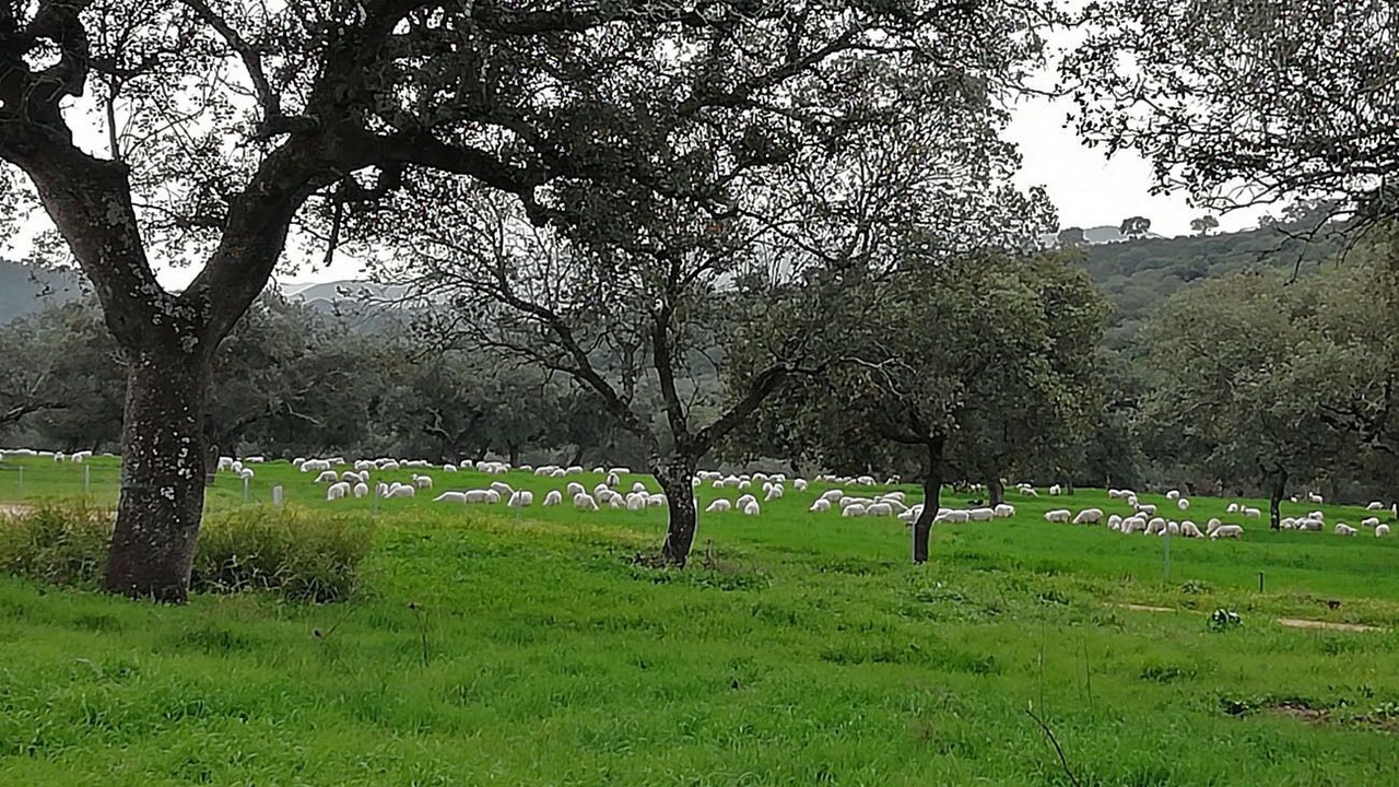 Photo of Others in Fuente Obejuna