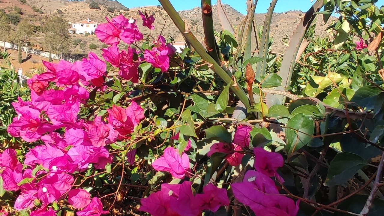Photo of Outdoor in Almogia