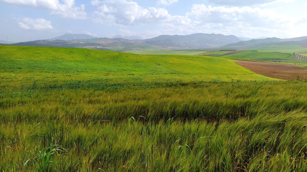 Photo of Others in Teba