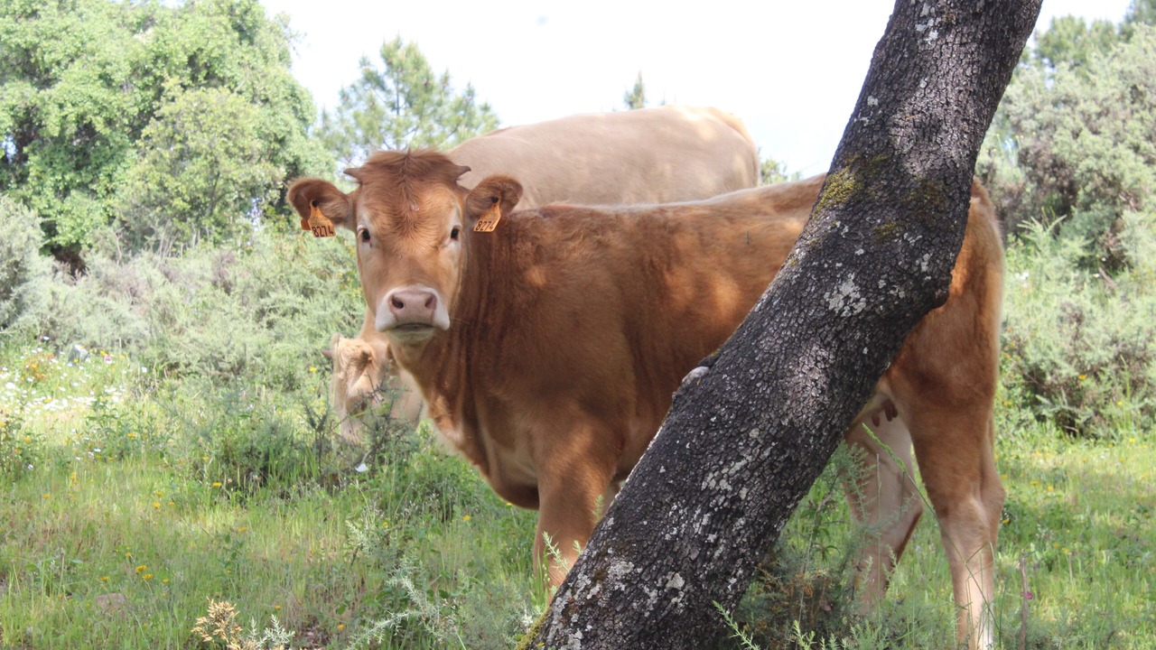 Photo of Outdoor in Jabugo