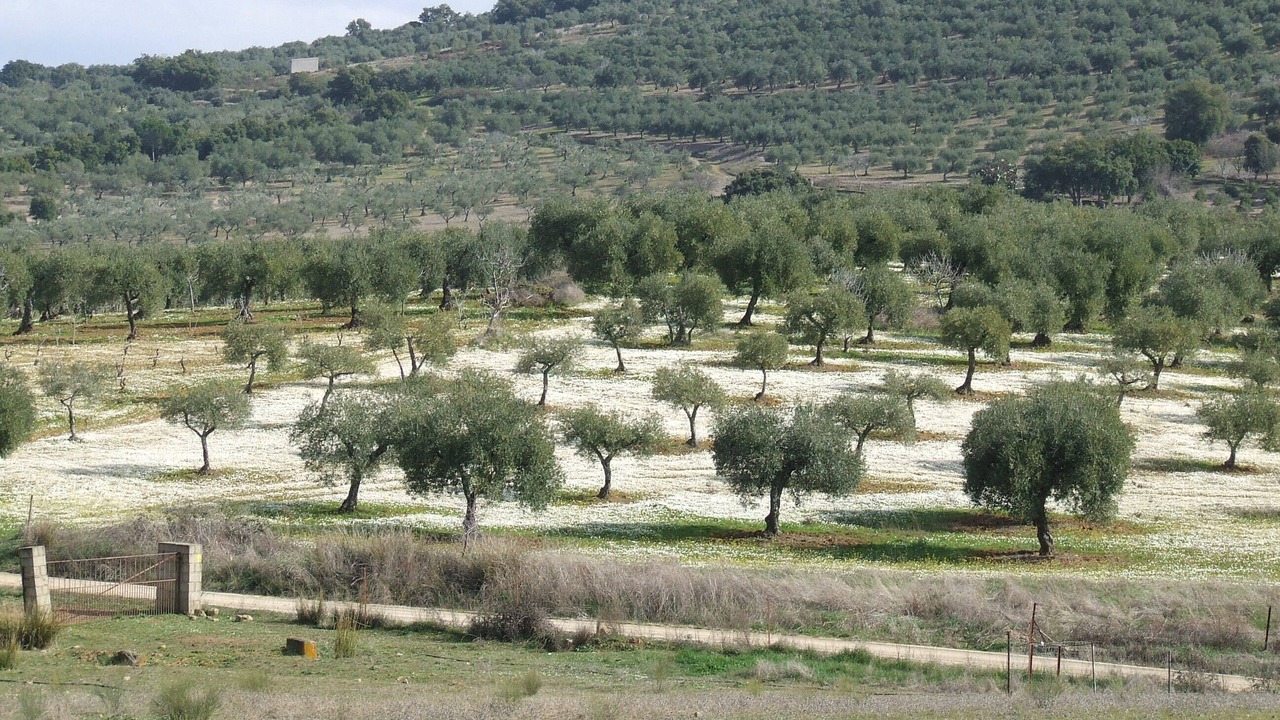 Photo of Outdoor in Alcuescar