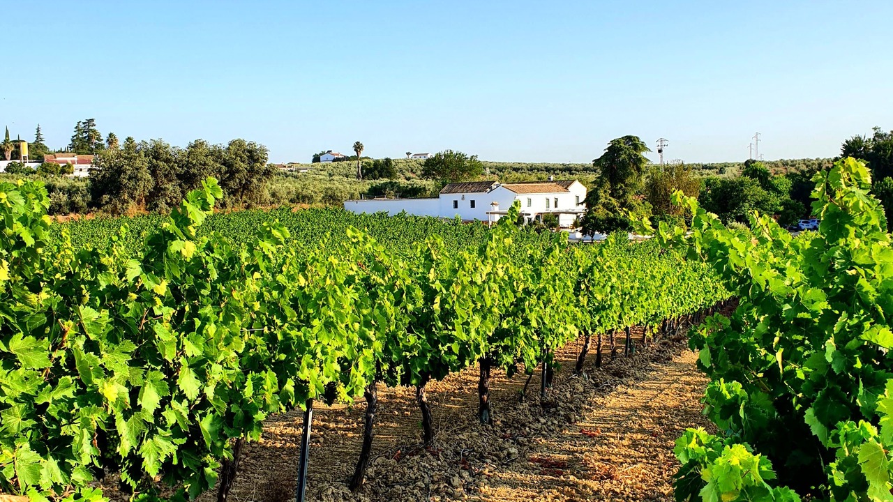 Photo of Outdoor in Montilla