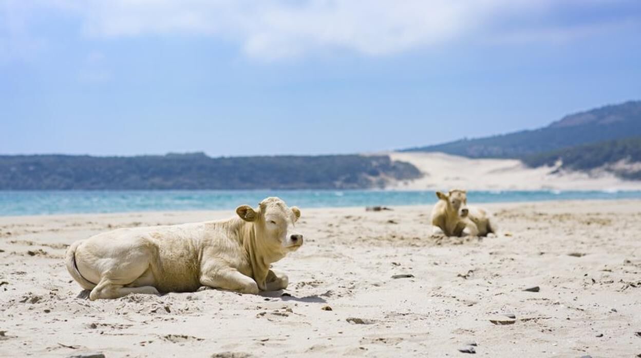 Photo of Others in Bolonia