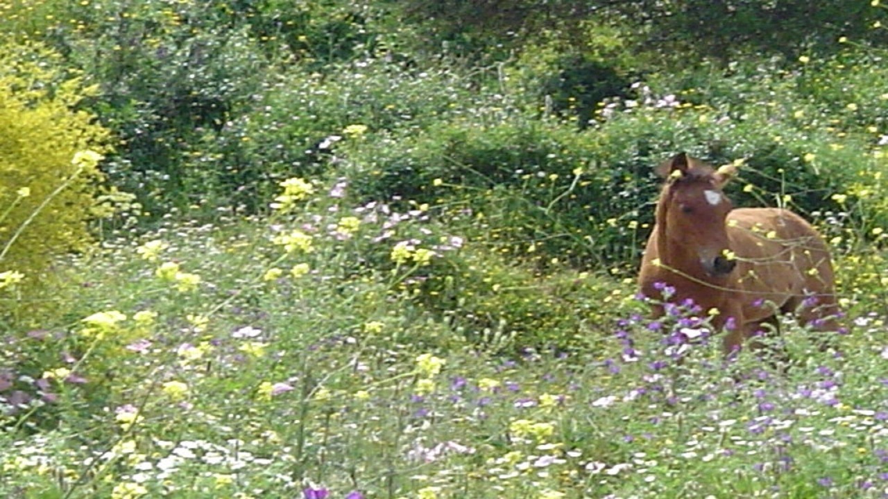 Photo of Outdoor in Medina-Sidonia