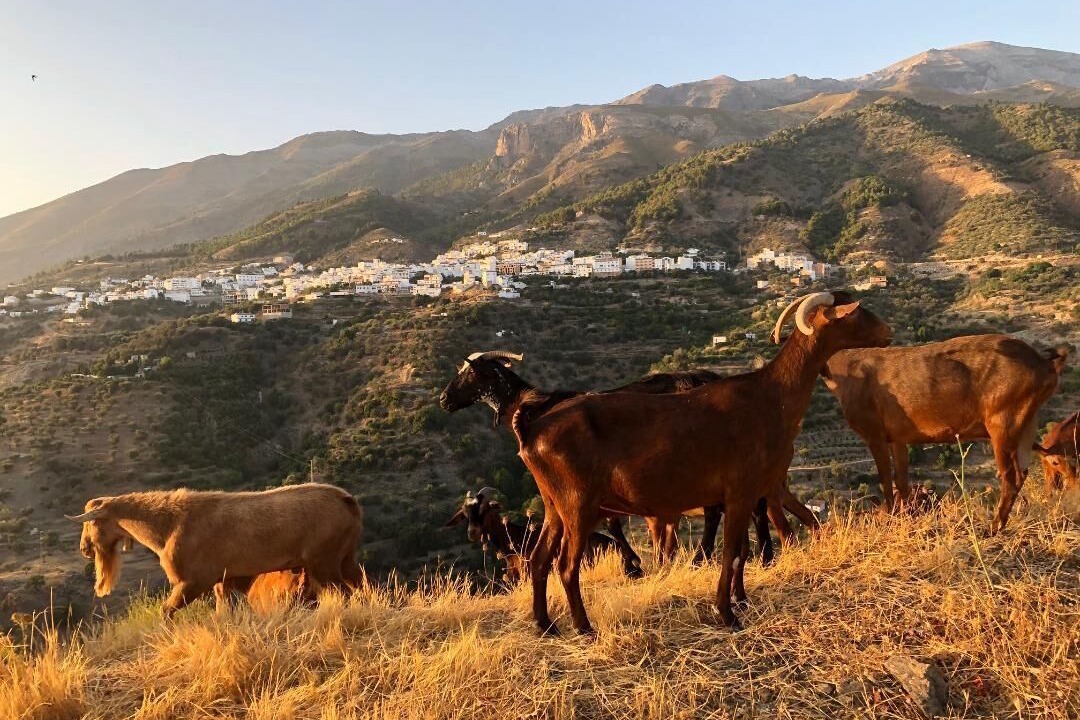 Photo of Others in Canillas de Aceituno