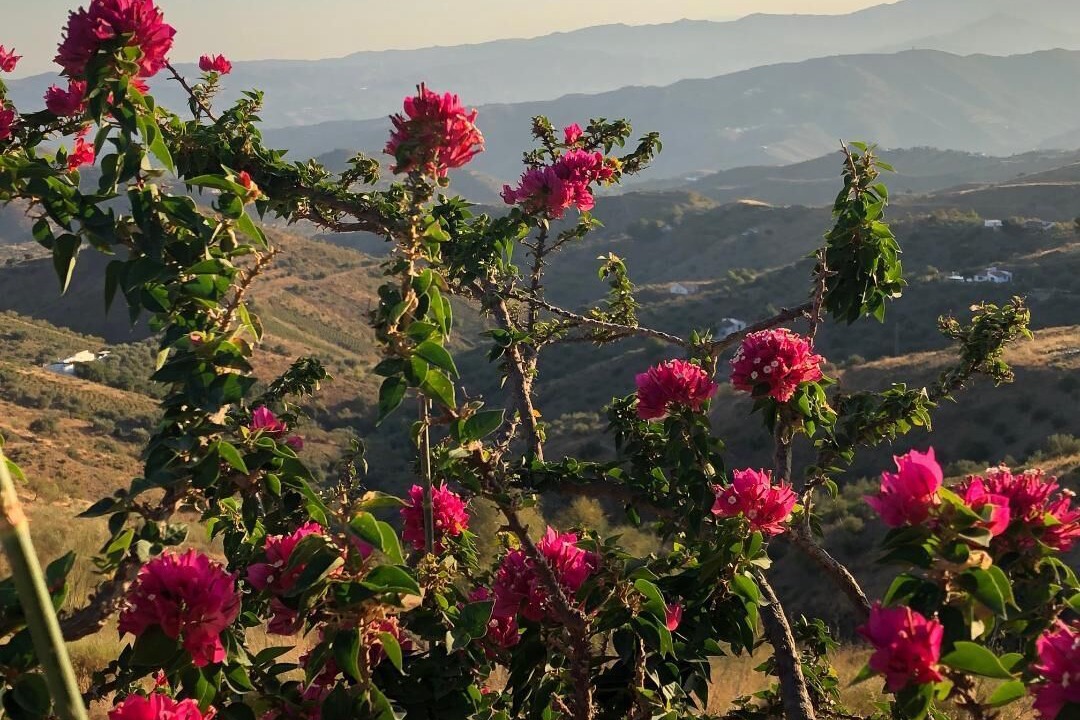 Photo of Outdoor in Canillas de Aceituno