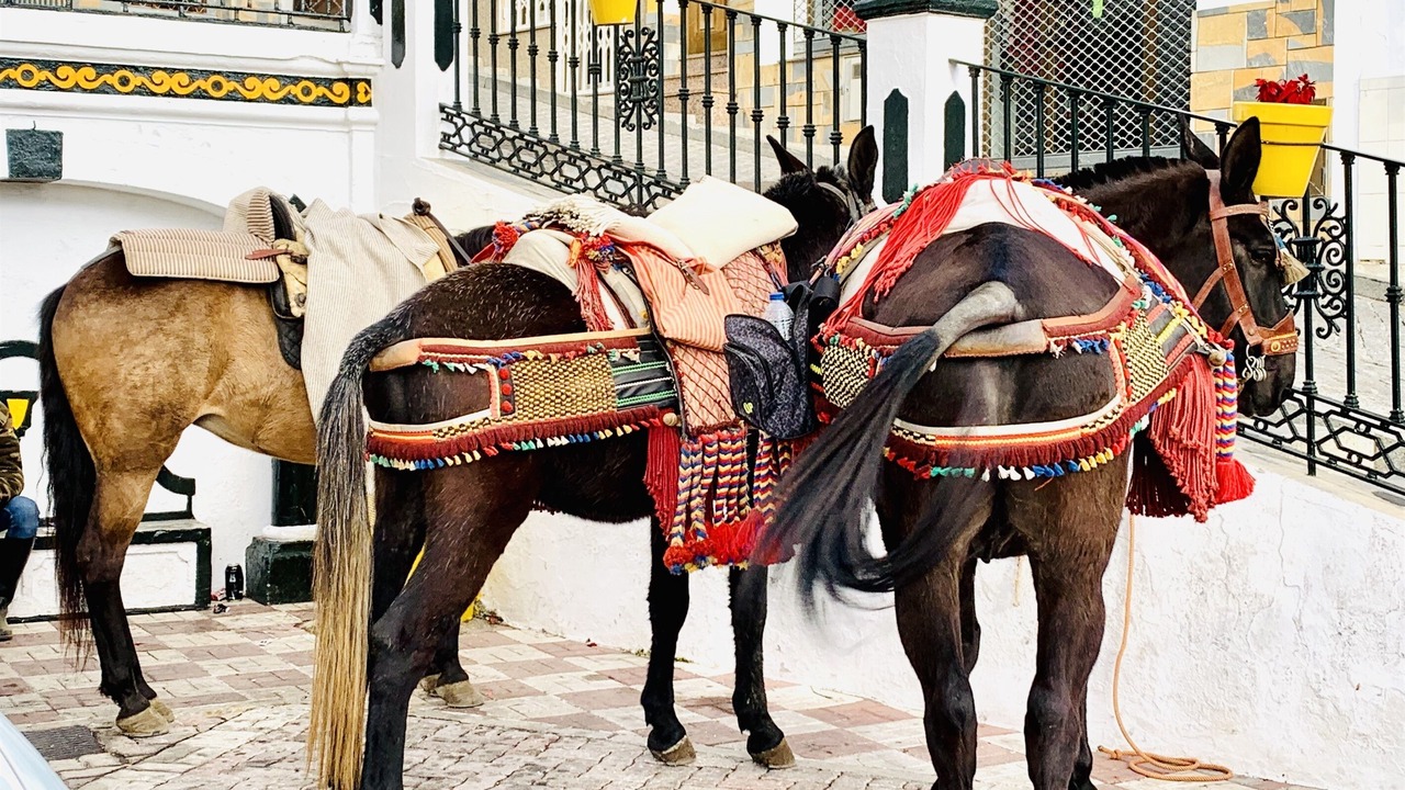 Photo of Others in Competa