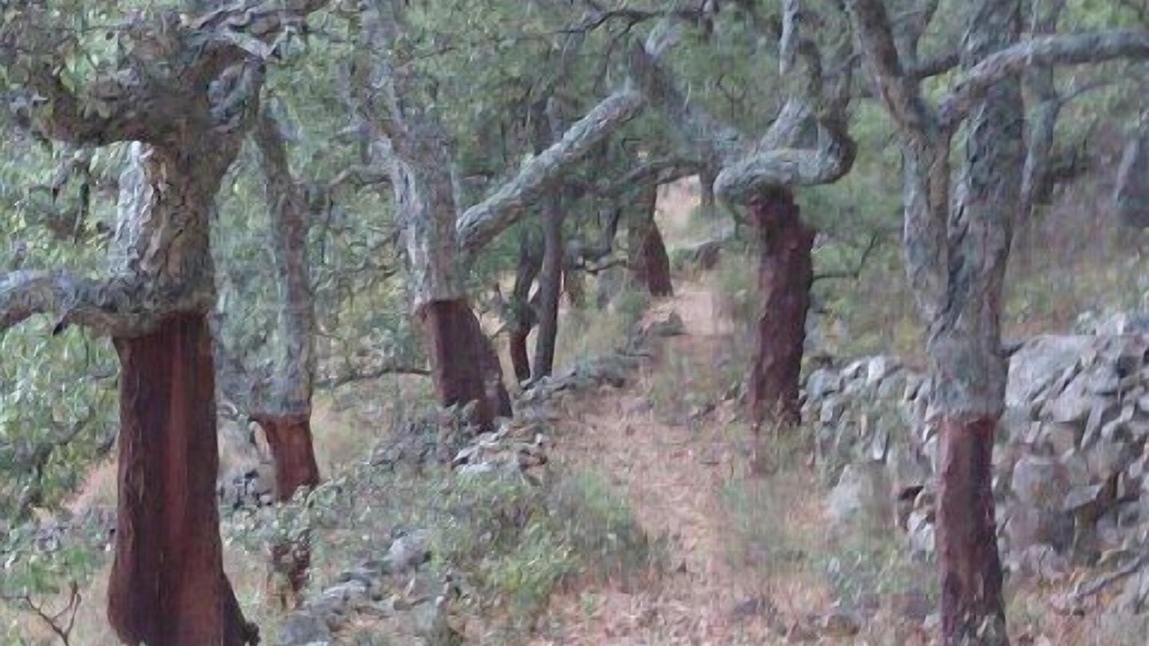 Photo of Outdoor in Cabeza la Vaca