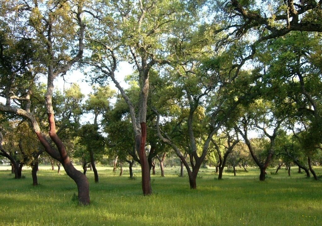 Photo of Outdoor in Montejaque