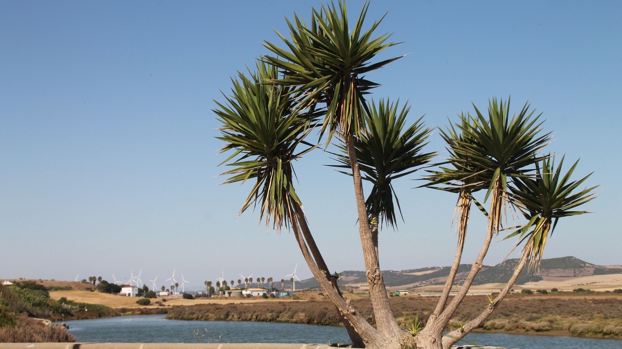 Photo of Outdoor in Conil de la Frontera City Center