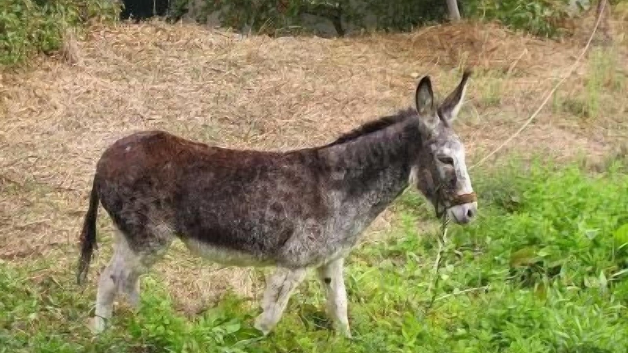 Photo of Others in Laroya