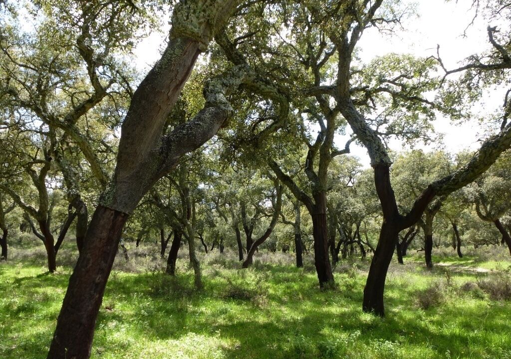 Photo of Outdoor in Montejaque