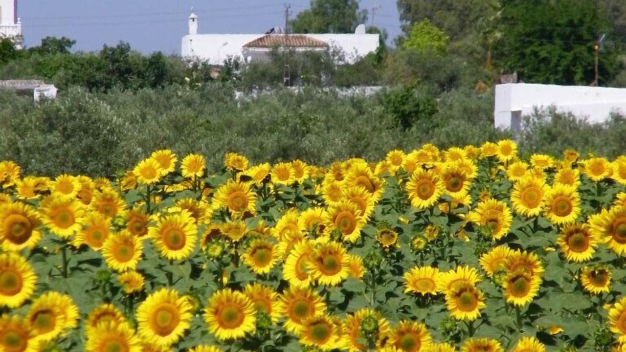 Photo of Outdoor in Arahal