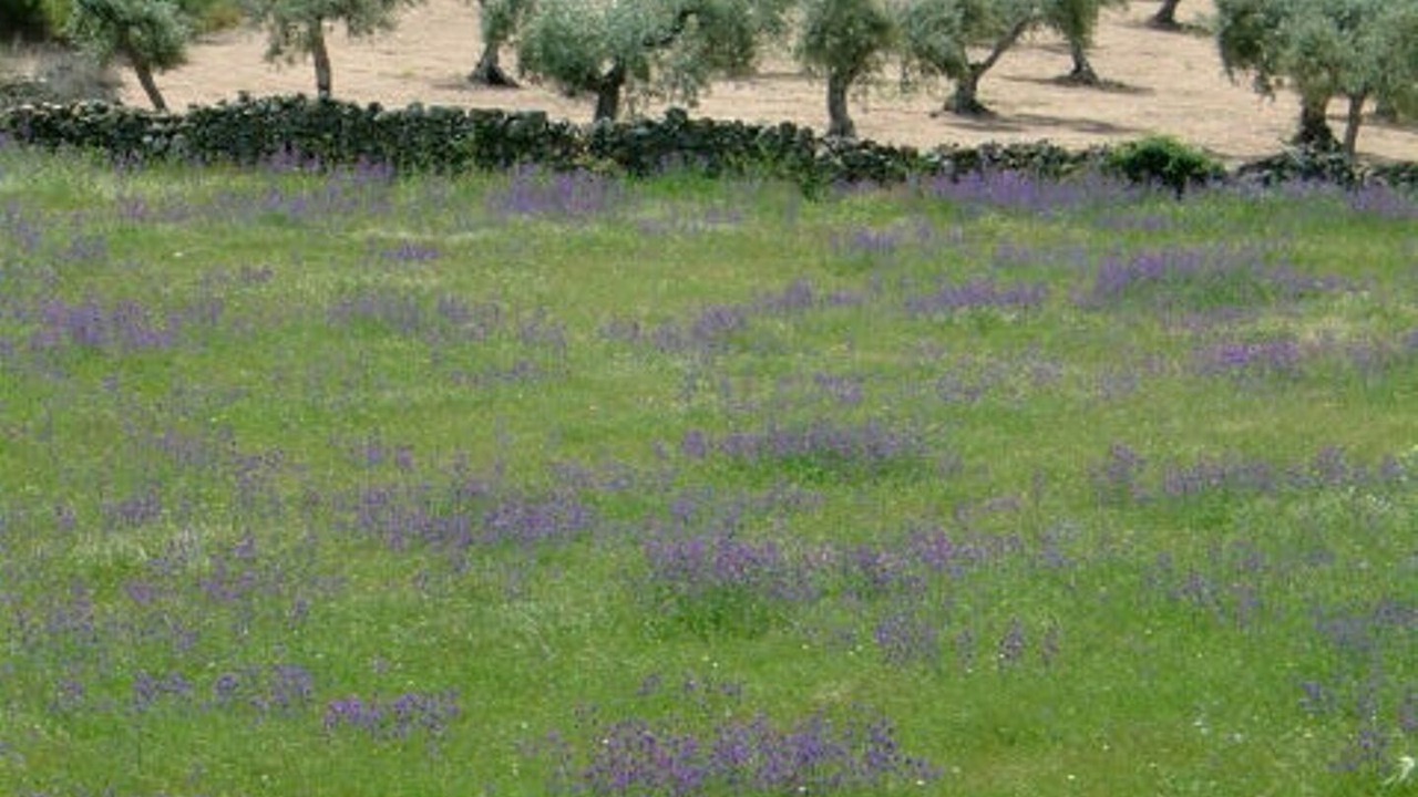 Photo of Outdoor in Montanchez