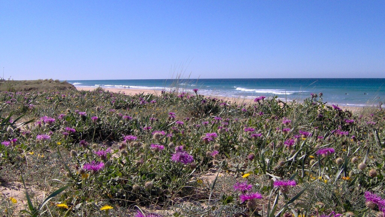 Photo of Others in El Palmar