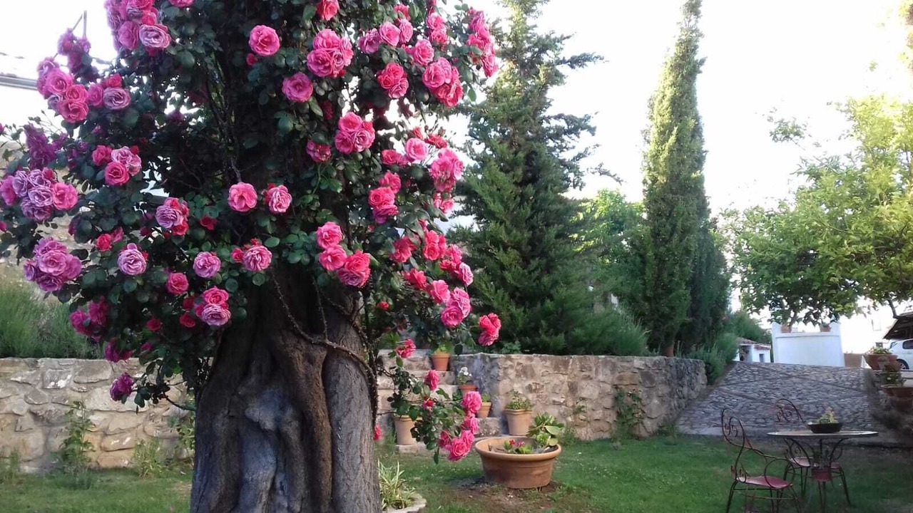 Photo of Outdoor in Prado del Rey