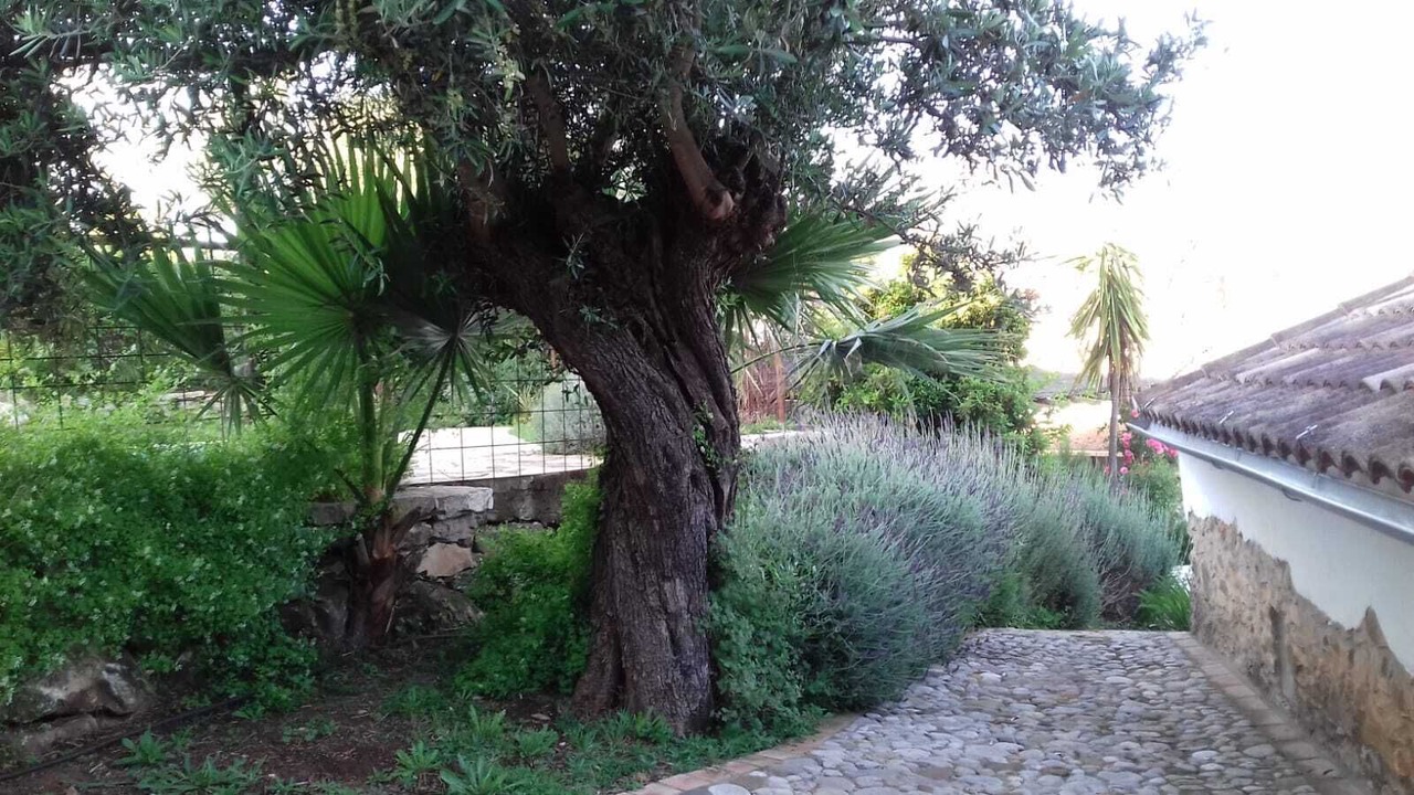 Photo of Outdoor in Prado del Rey