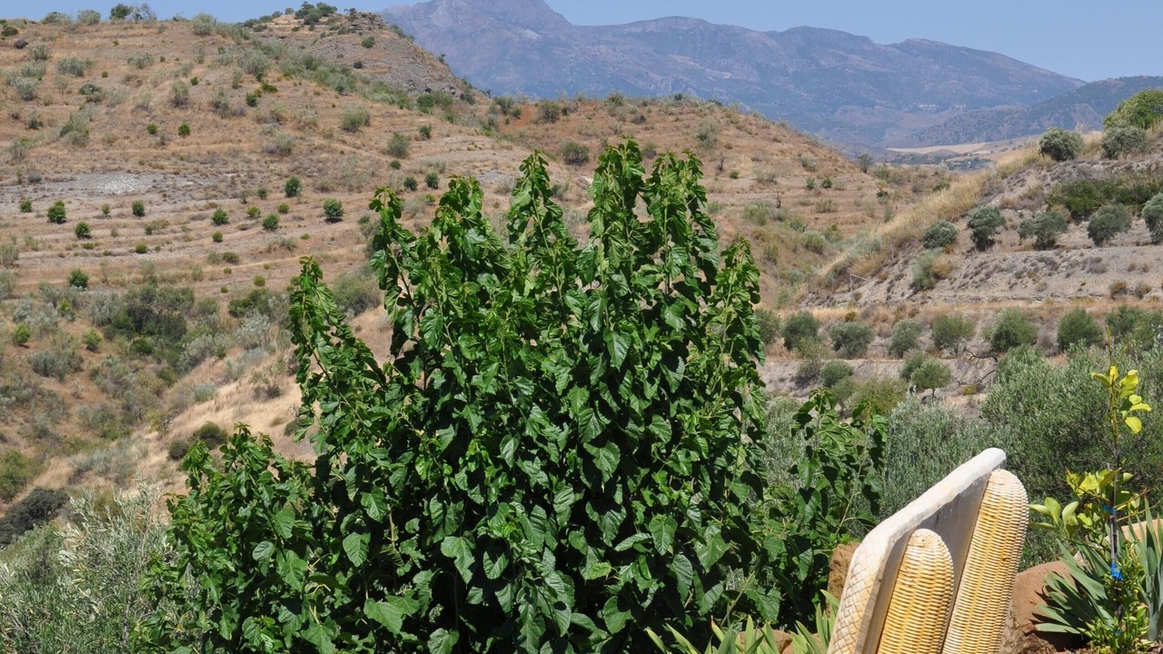 Photo of Others in Pizarra