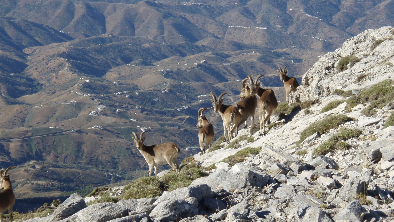 Photo of Others in Canillas de Aceituno