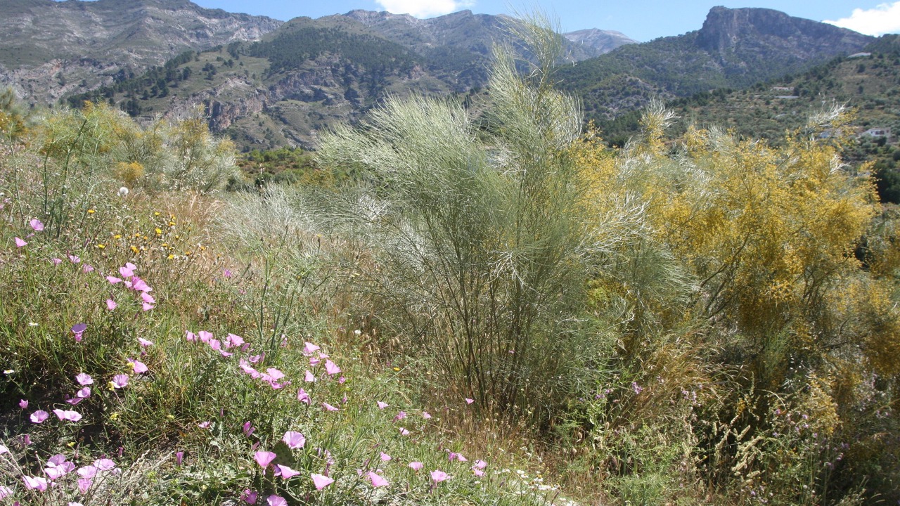 Photo of Others in Canillas de Aceituno