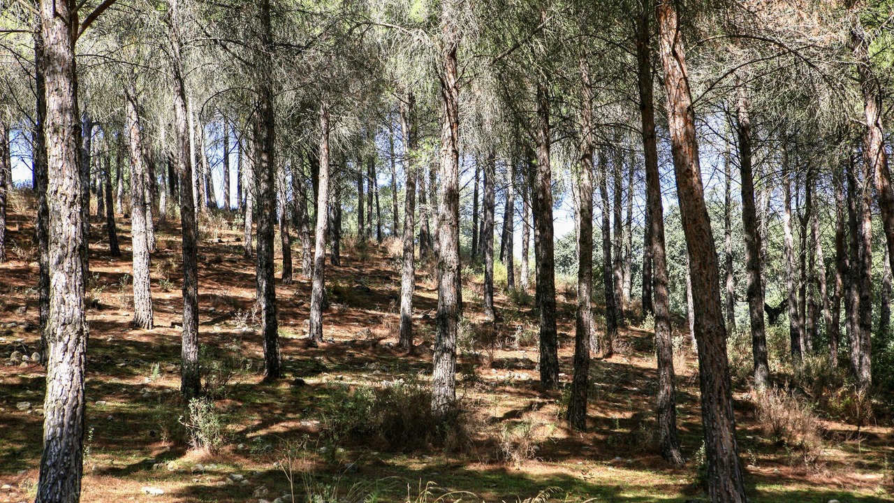 Photo of Others in Ronda