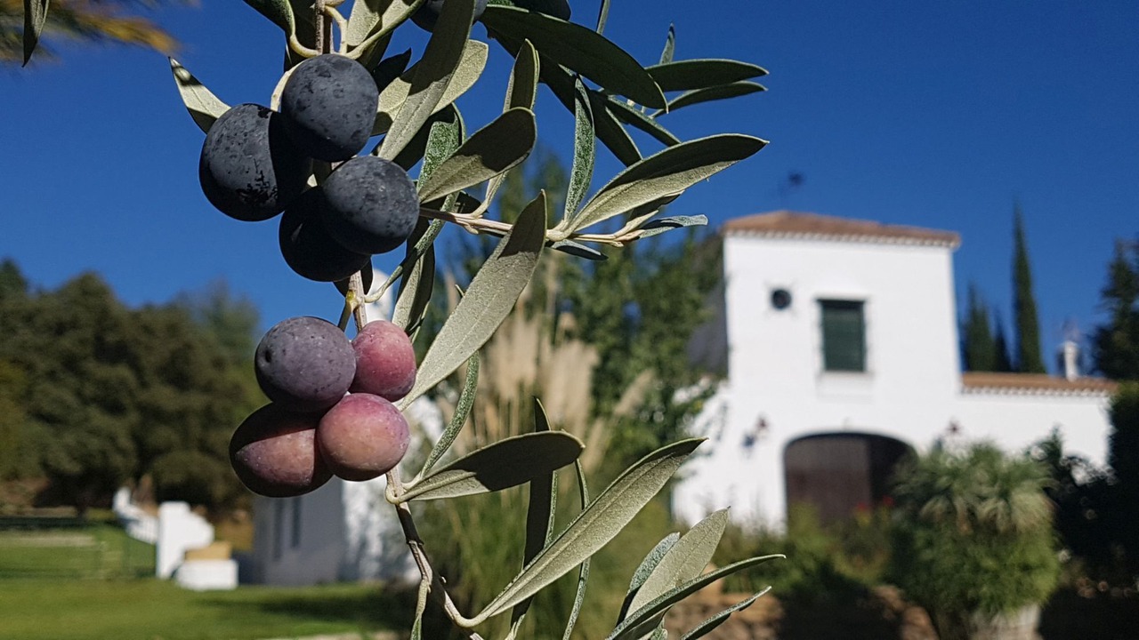 Photo of Outdoor in Puerto Serrano