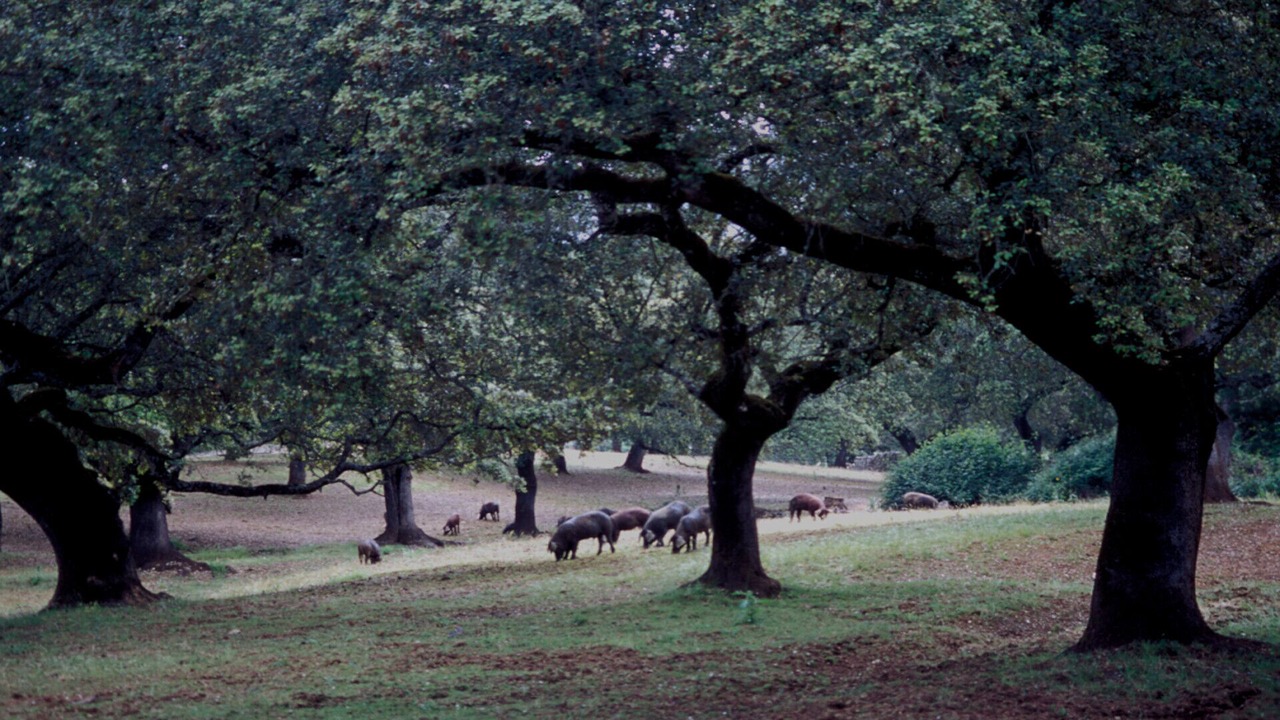 Photo of Outdoor in Alajar